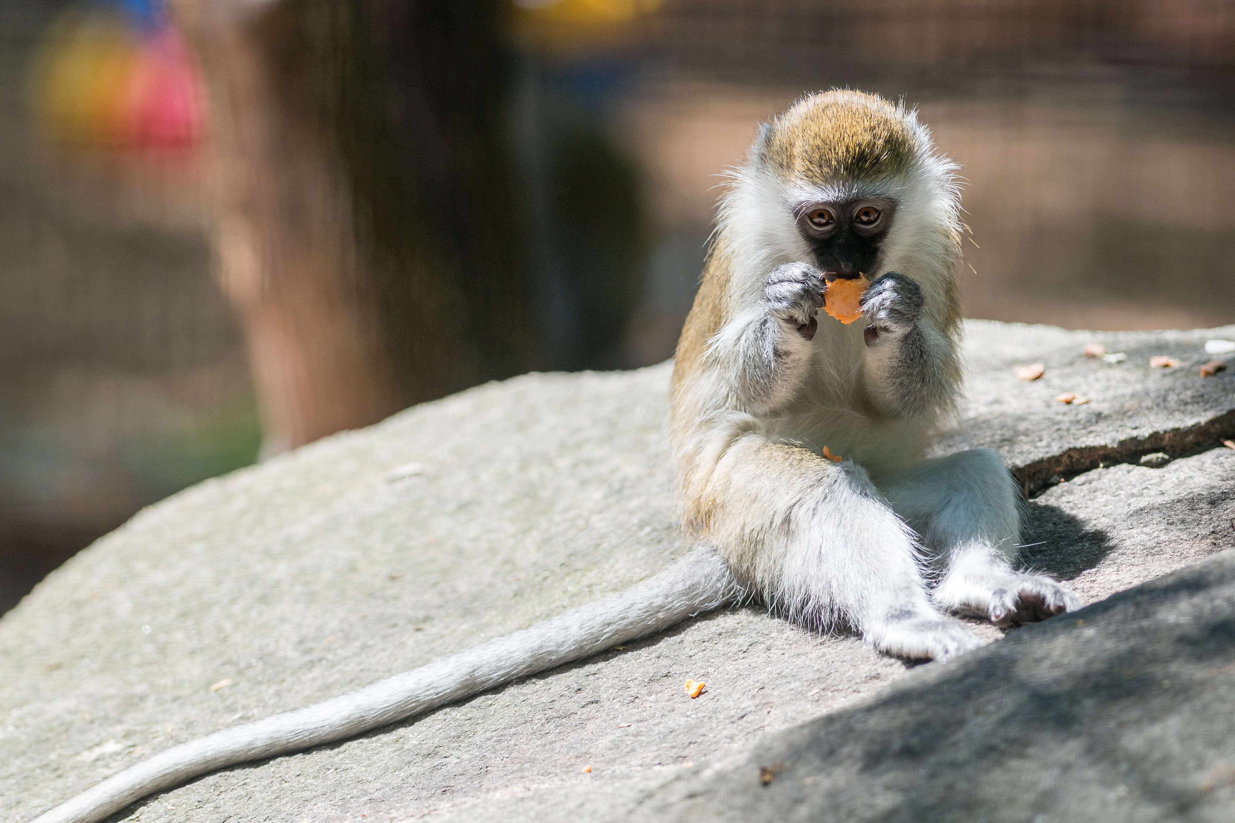 Image of vervet monkey