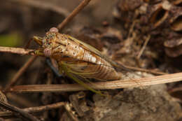 Image of Urabunana sericeivitta (Walker & F. 1862)