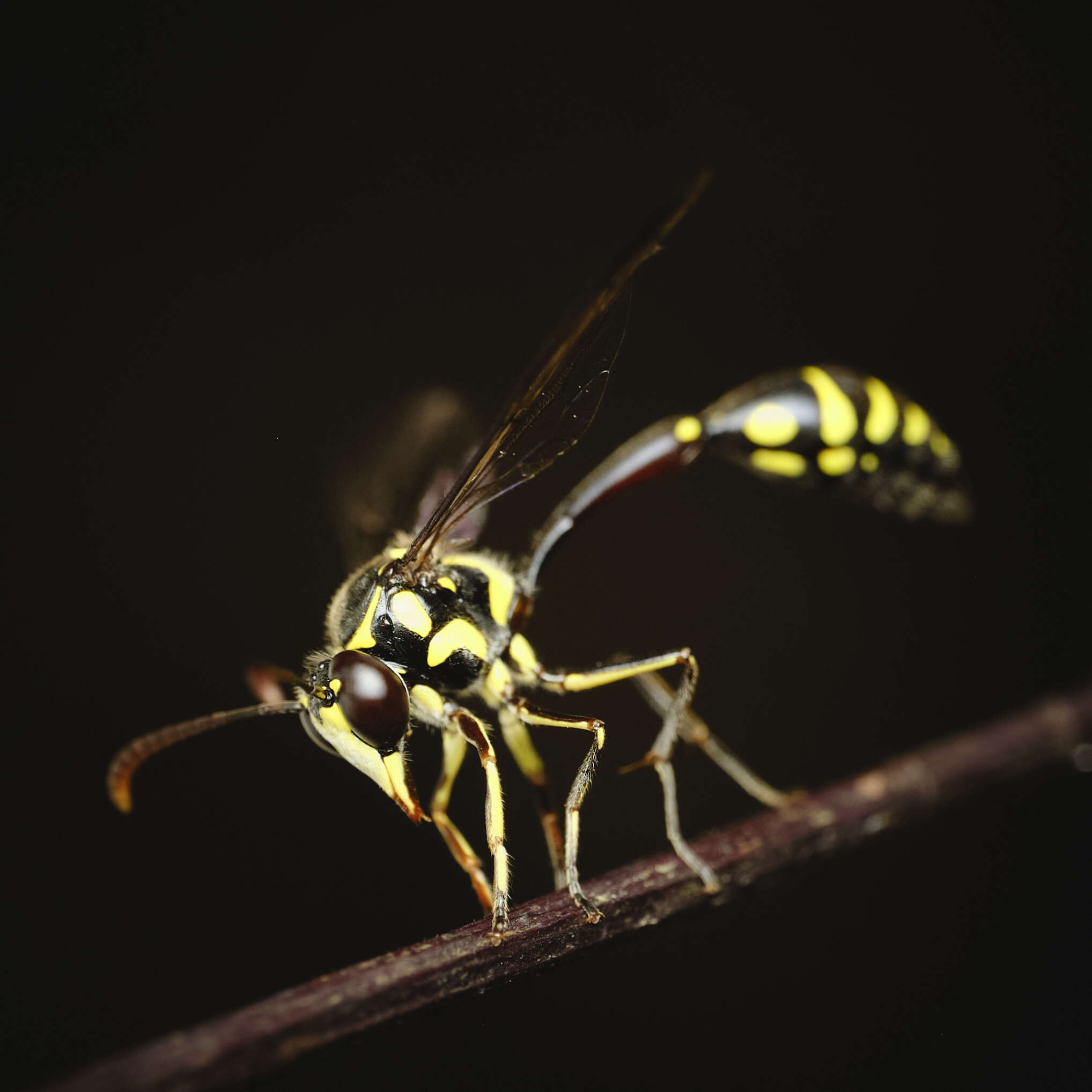 Image of Eustenogaster hauxwellii (Bingham 1893)