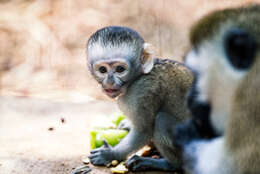 Image of vervet monkey