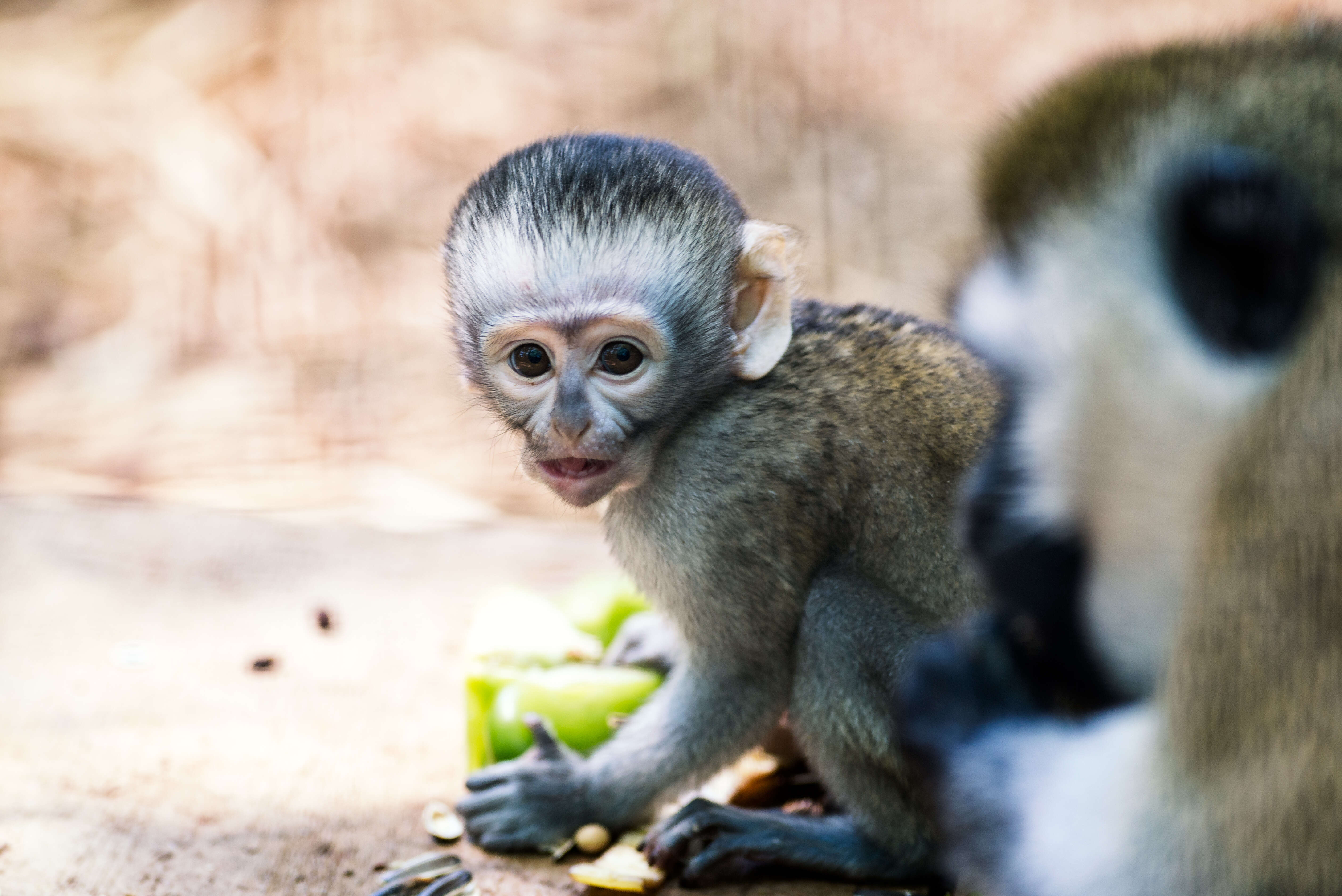 Image of vervet monkey