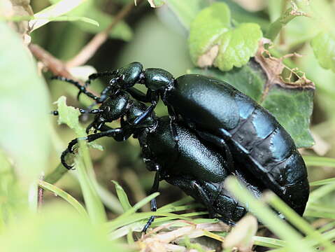 Image of Meloe violaceus