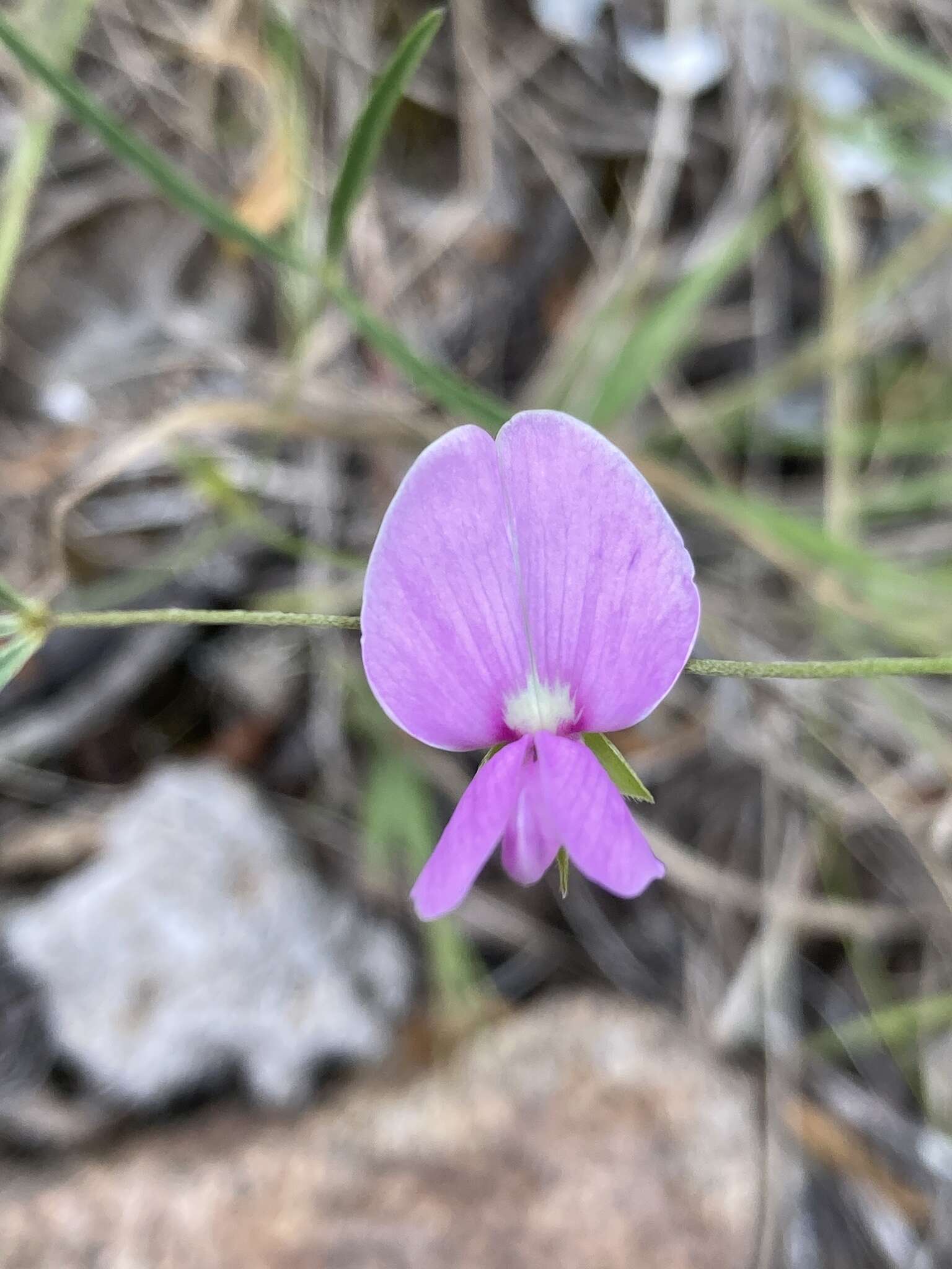 Plancia ëd Galactia gracillima Benth.