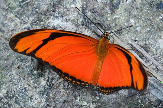 Image of Dryas