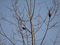 Butorides virescens virescens (Linnaeus 1758) resmi