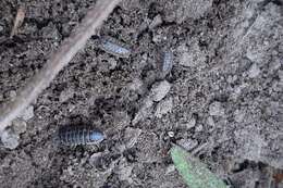 Armadillidium versicolor Stein 1859 resmi