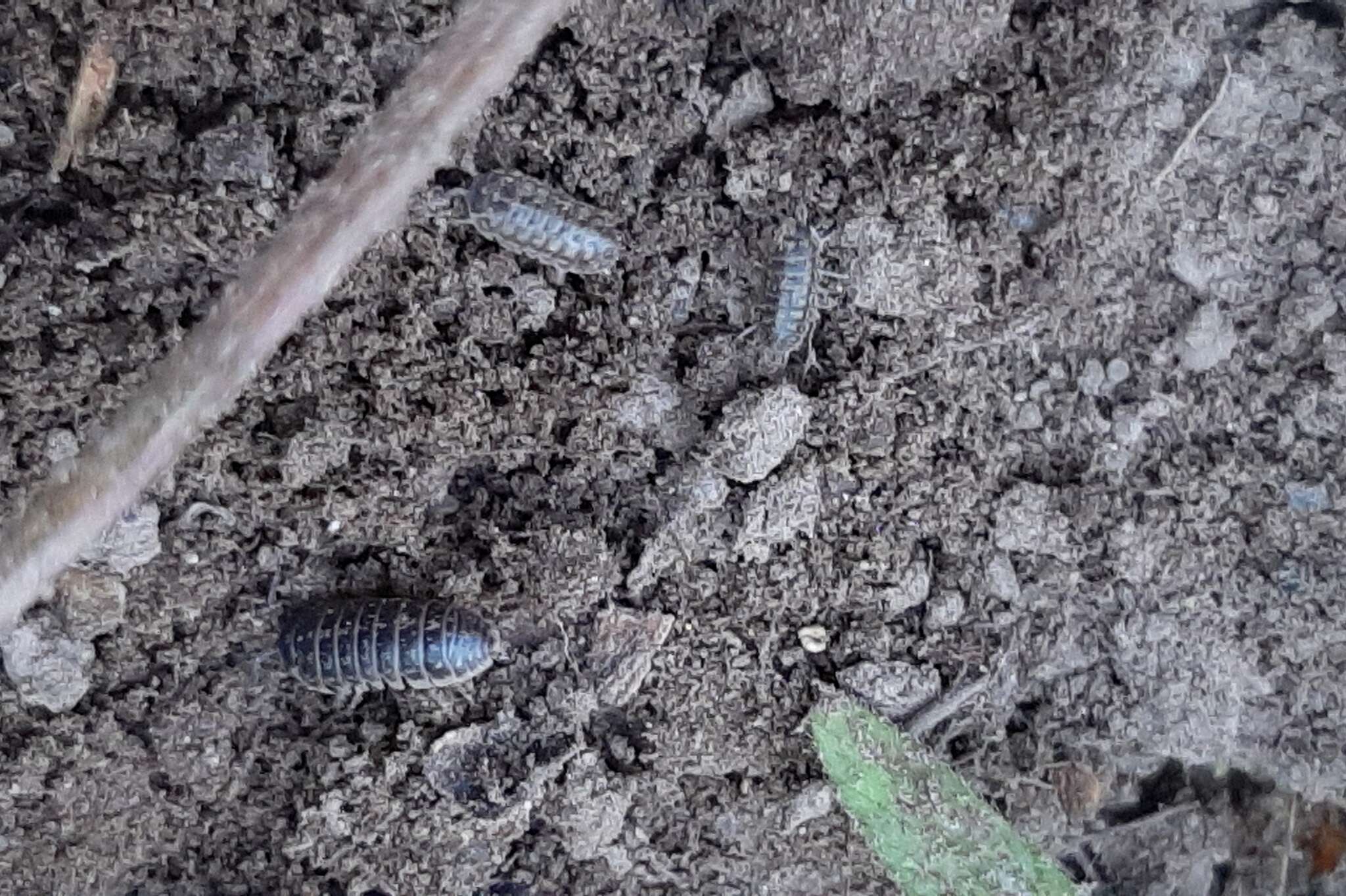 Armadillidium versicolor Stein 1859 resmi