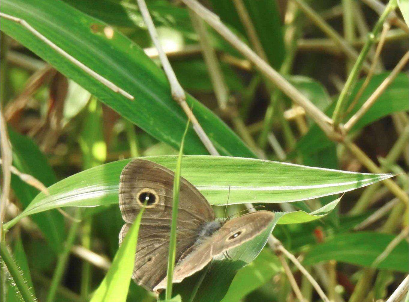 Imagem de Mycalesis mineus Linnaeus 1858