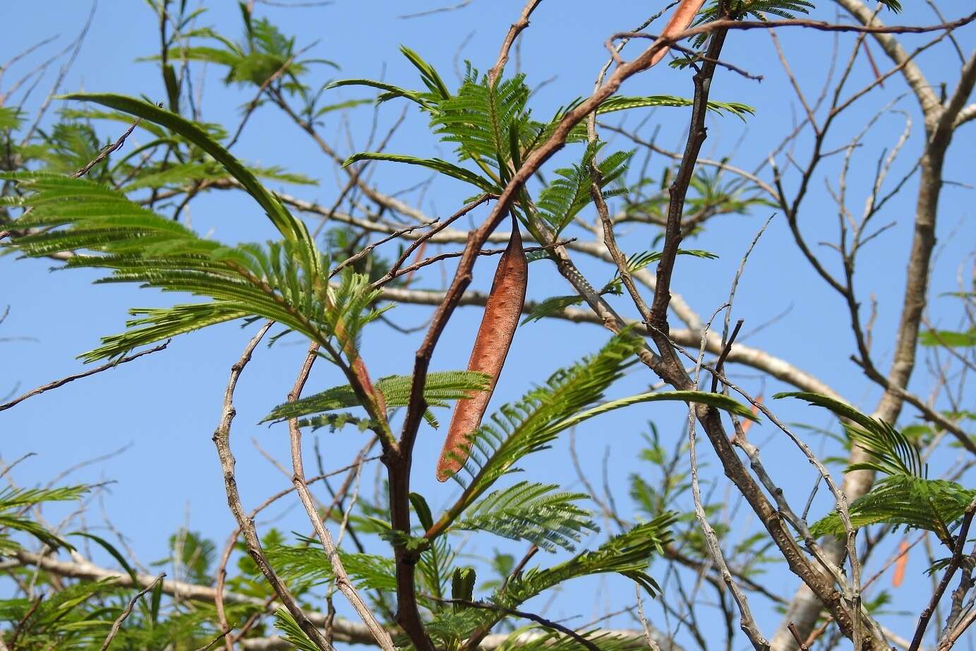 Plancia ëd Leucaena diversifolia (Schltdl.) Benth.