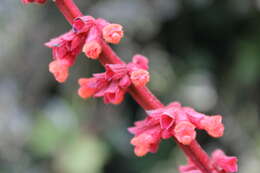 Image of Salvia confertiflora Pohl