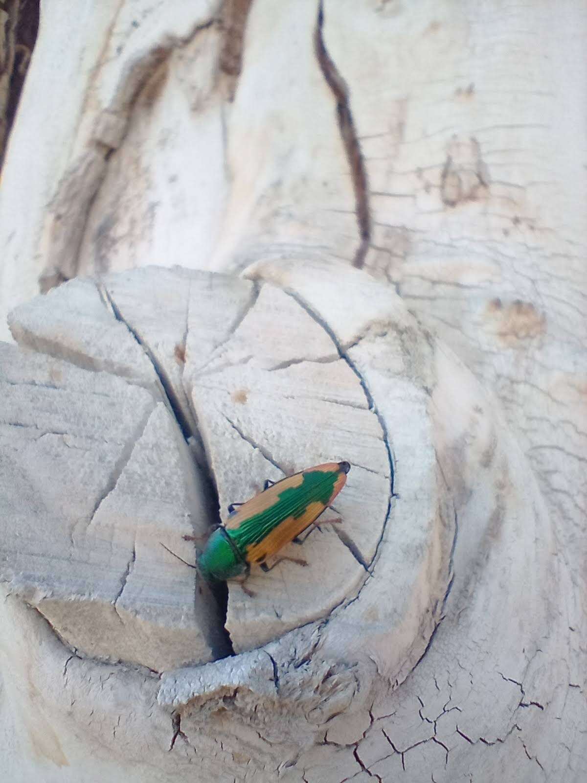 Image of Buprestis viridisuturalis Nicolay & Weiss 1918