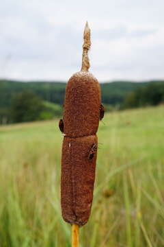 Image of Shuttleworth's Bulrush