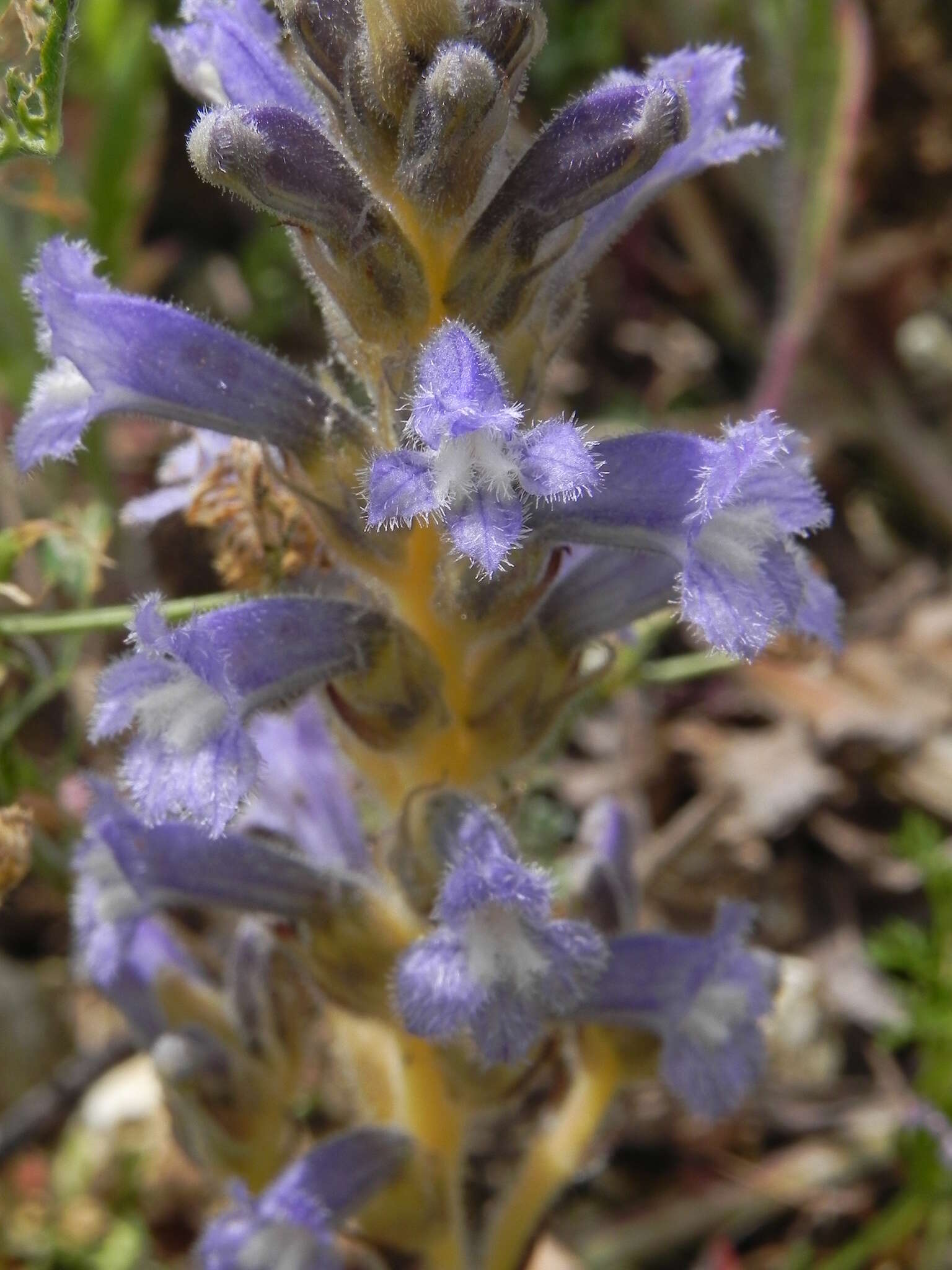 Phelipanche mutelii (F. W. Schultz) Pomel resmi