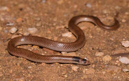 Brachyurophis incinctus (Storr 1968)的圖片