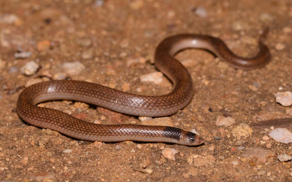 Image of Unbanded Shovel-nosed Snake