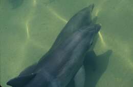 Image of Bottlenose Dolphin