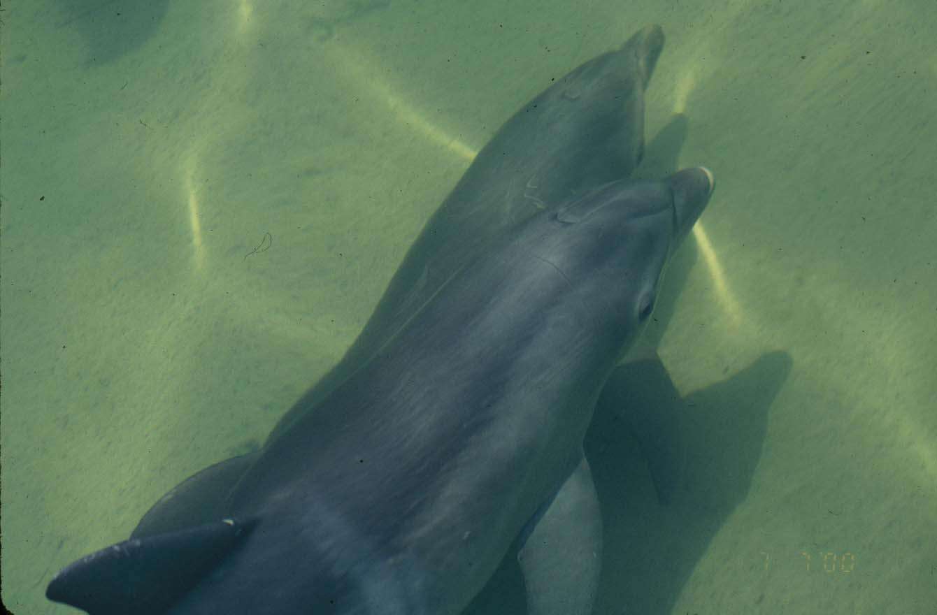 Image of Bottlenose Dolphin