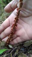 Image de Polystichum prionolepis Hayata