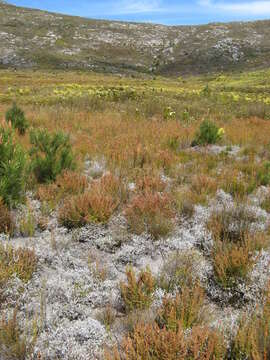 Image of Metalasia bodkinii L. Bolus