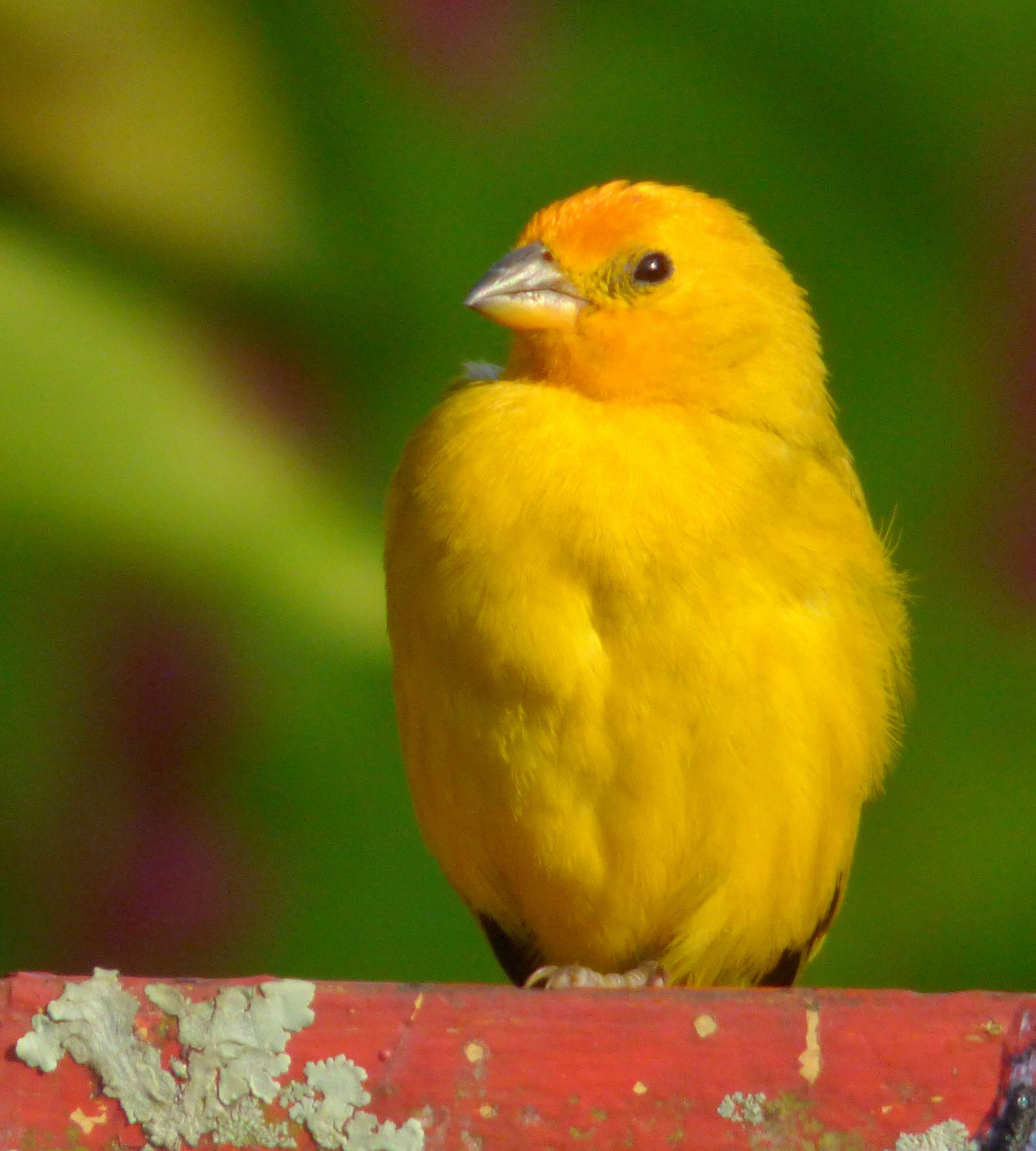 Image of Saffron Finch