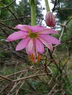 Imagem de Passiflora tripartita (A. Juss.) Poiret