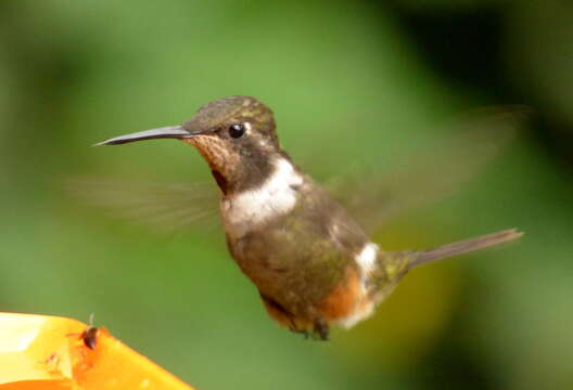 Image of Purple-throated Woodstar