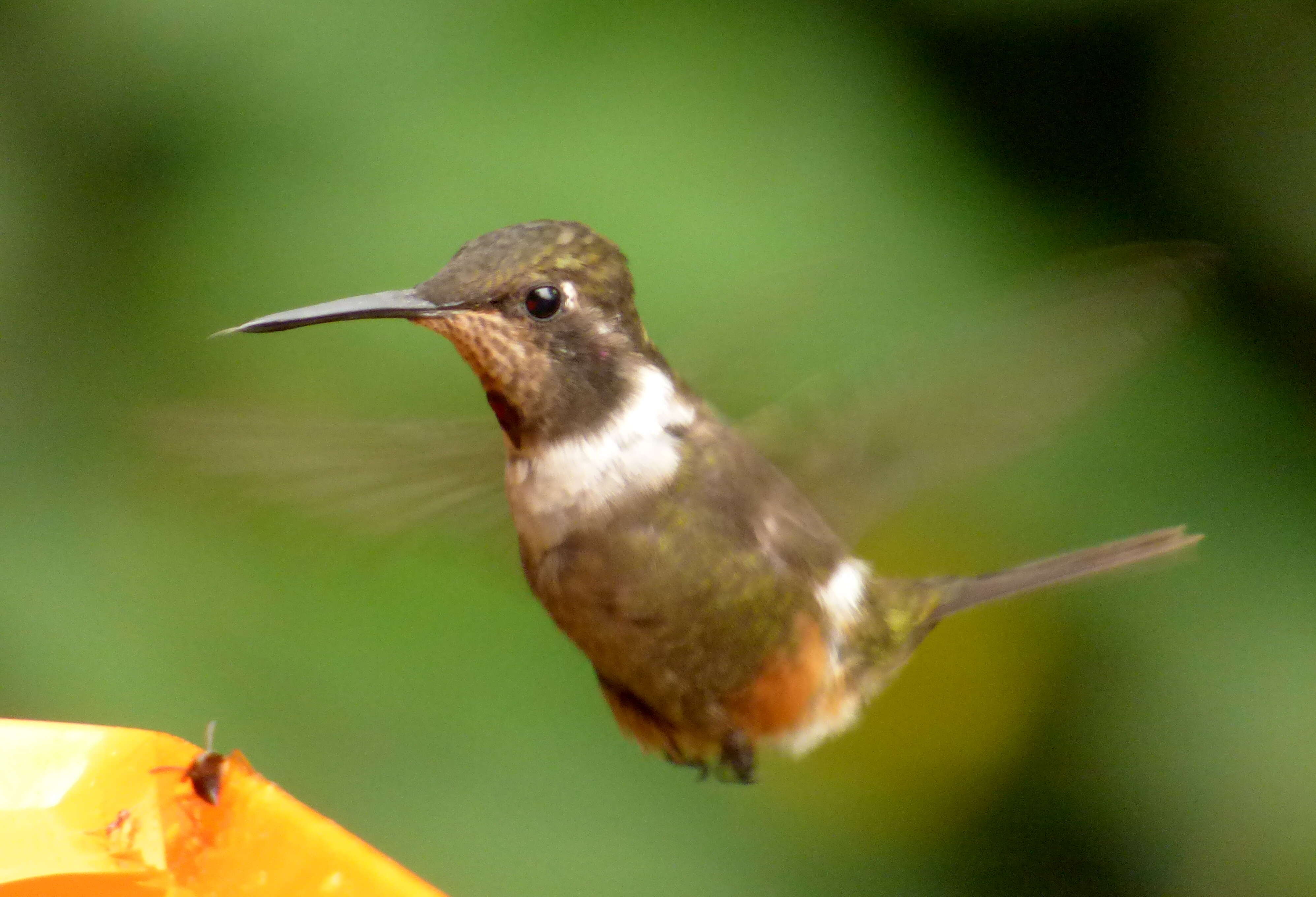 Image of Purple-throated Woodstar