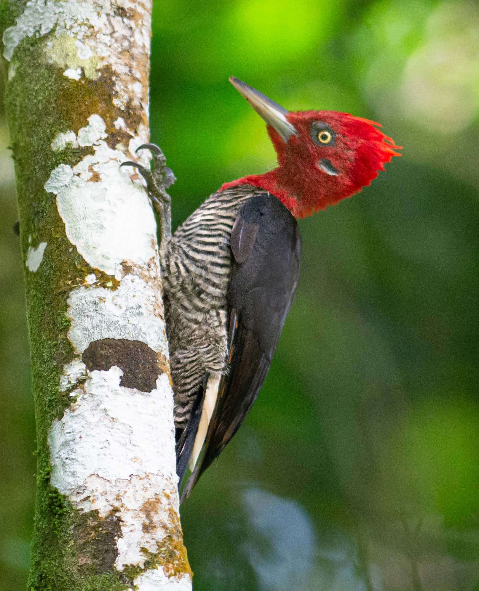 Image of Robust Woodpecker