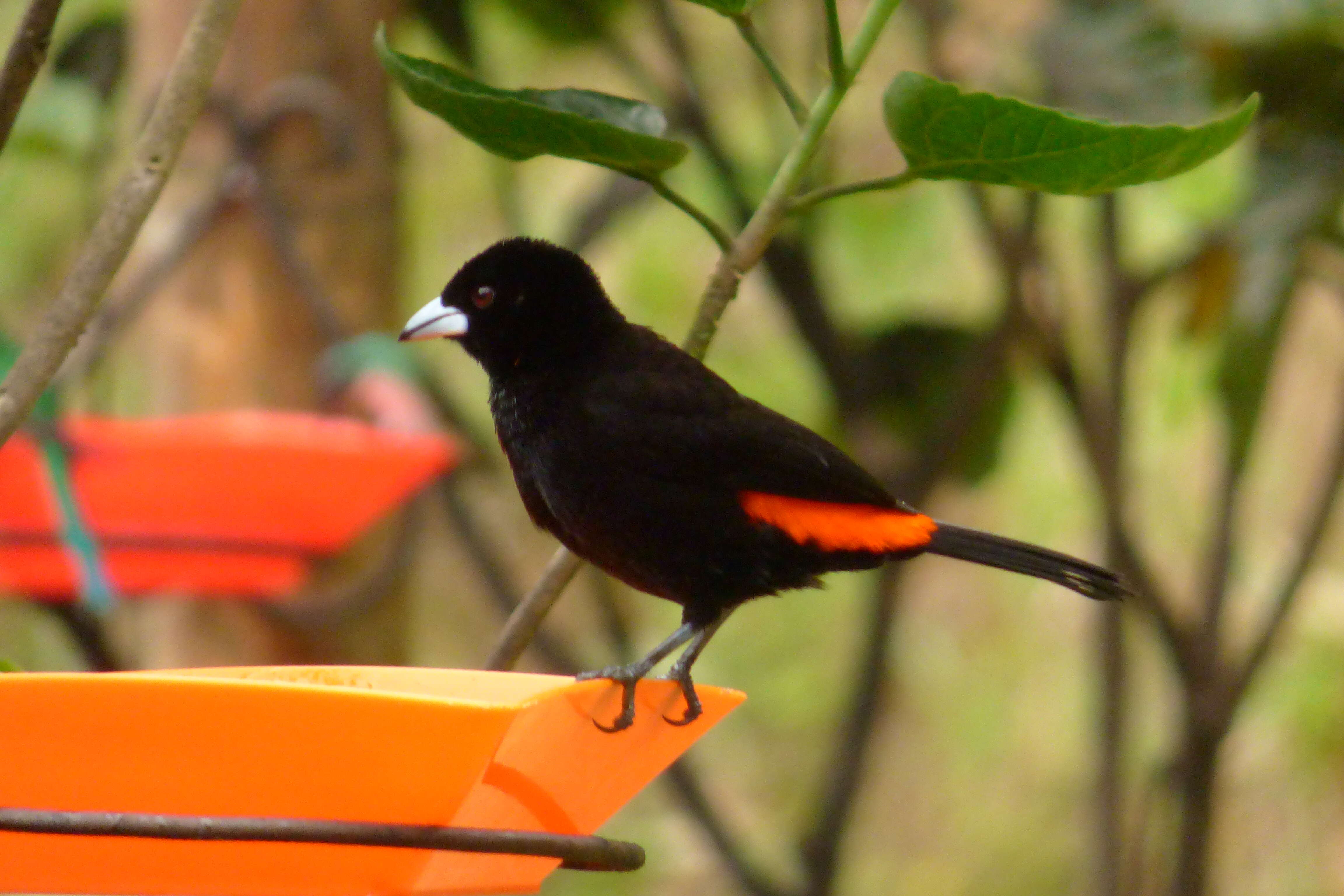 Image of Flame-rumped Tanager