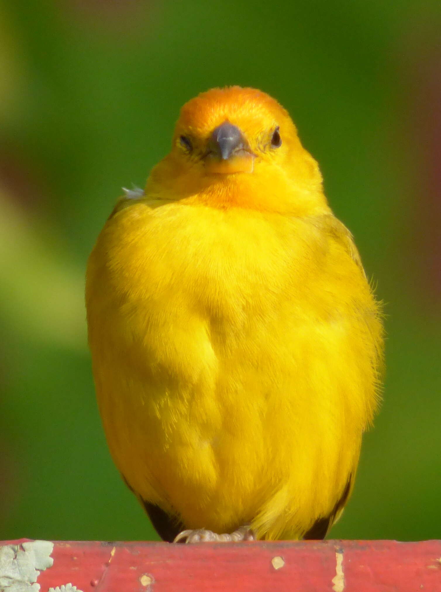 Image of Saffron Finch