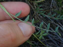 Imagem de Astragalus bourgovii A. Gray