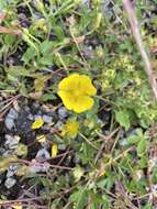 Image of English cinquefoil