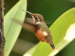 Image of Purple-throated Woodstar