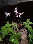 Image of Begonia bernieri A. DC.