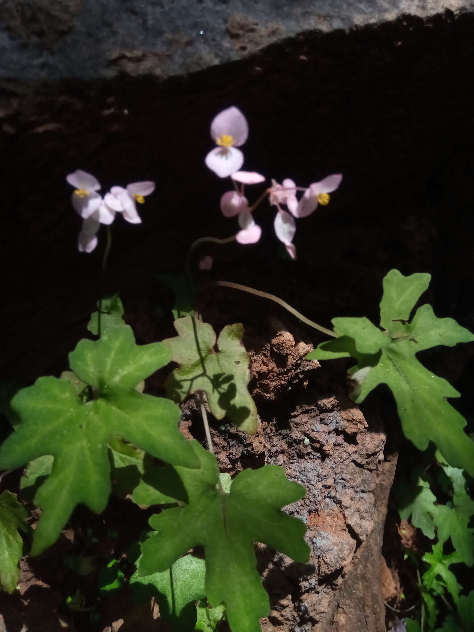 Image of Begonia bernieri A. DC.