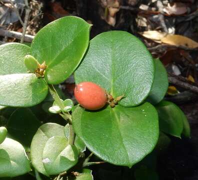 Image of Carissa bispinosa var. acuminata (E. Mey.) Codd