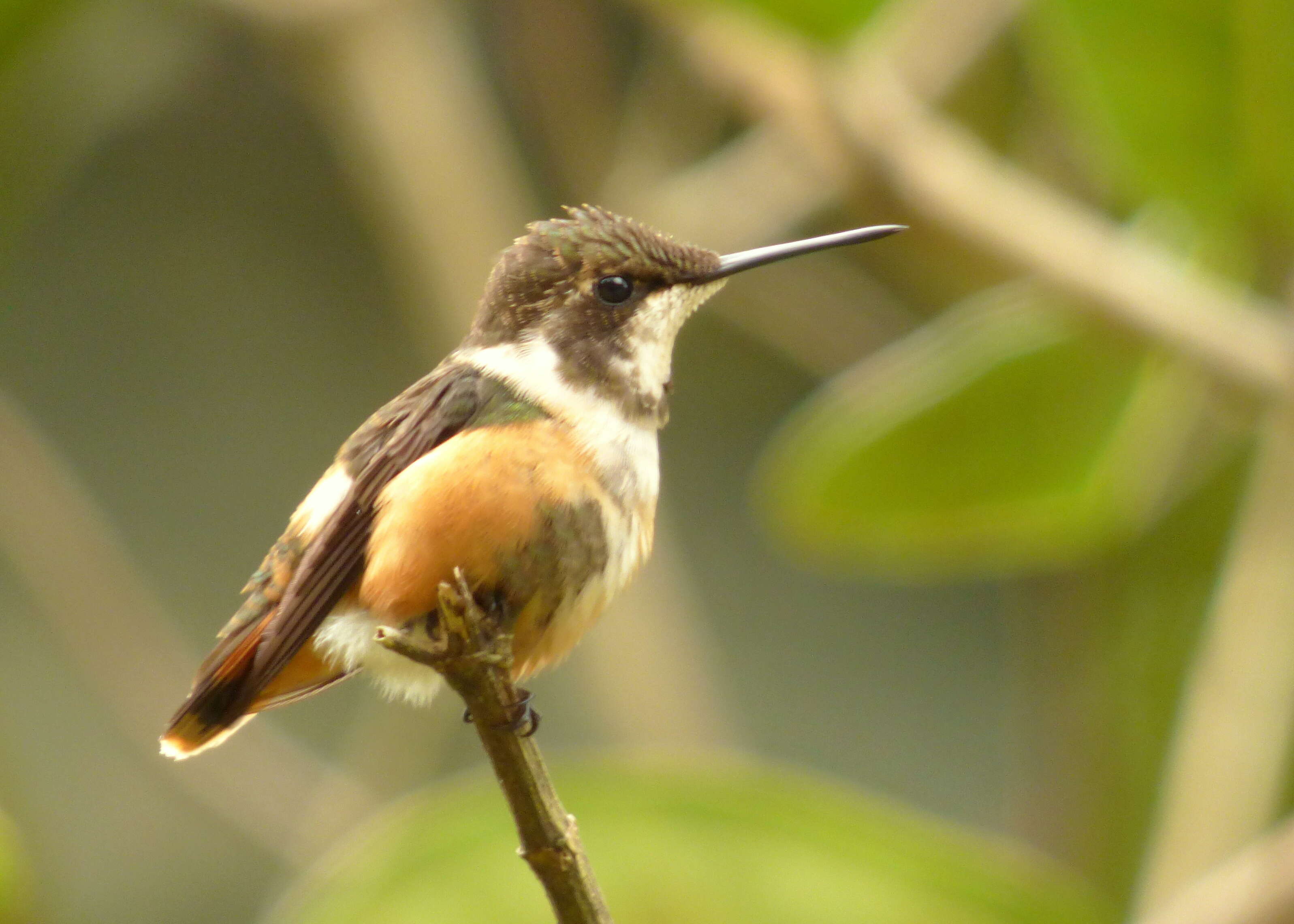 Image of Purple-throated Woodstar