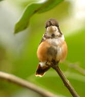 Image of Purple-throated Woodstar