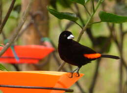 Image of Flame-rumped Tanager