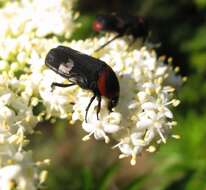 Image de Glycyphana horsfieldi (Hope 1831)