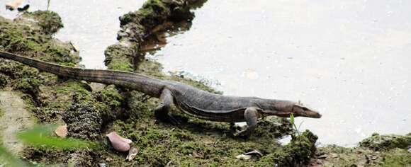 Image of Common Water Monitor