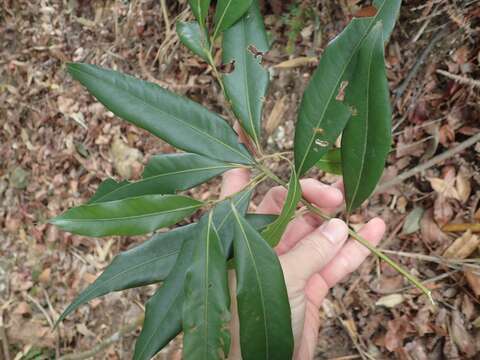 Image of Lithocarpus nantoensis (Hayata) Hayata