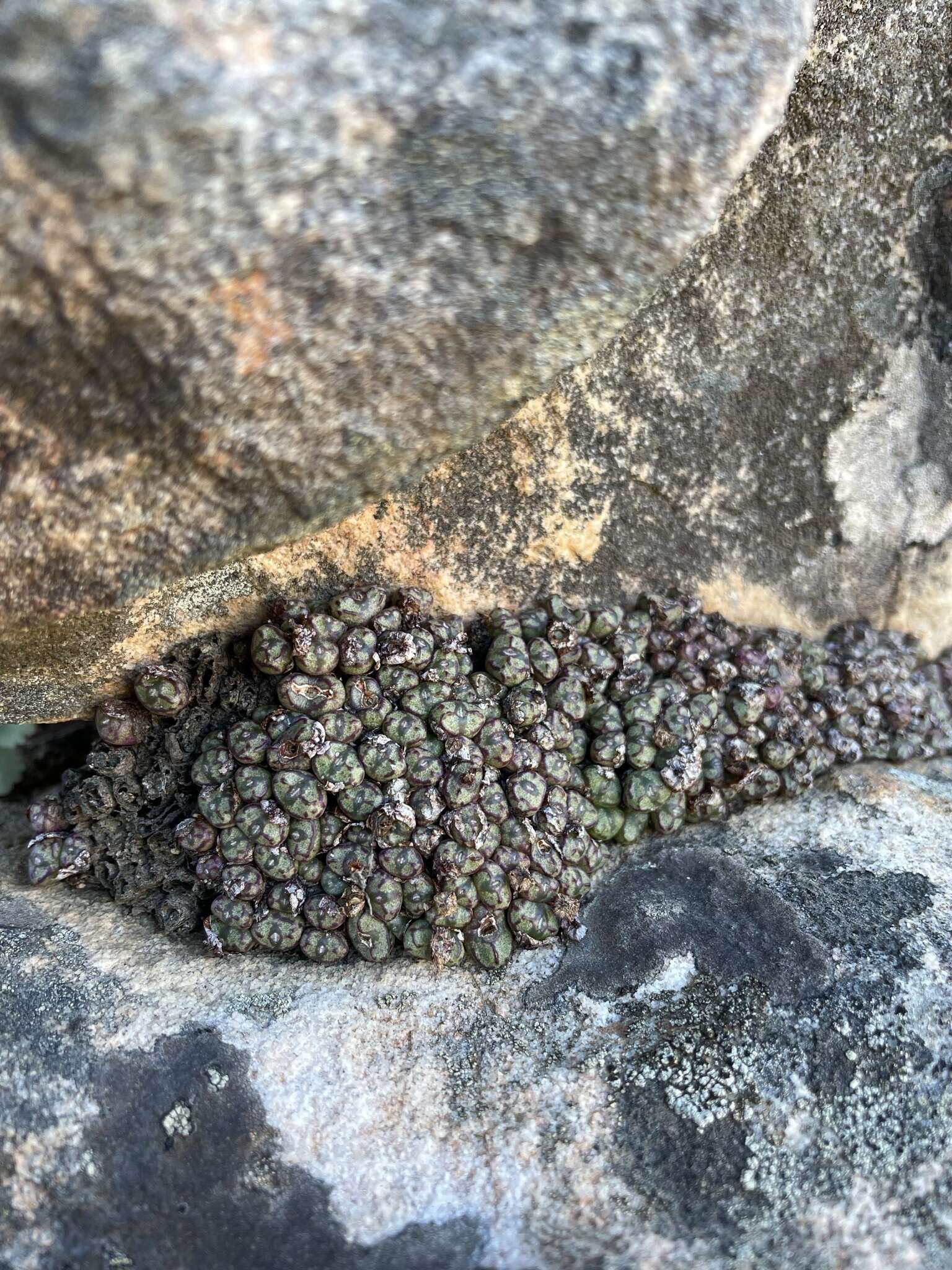 Image of Conophytum luckhoffii Lavis