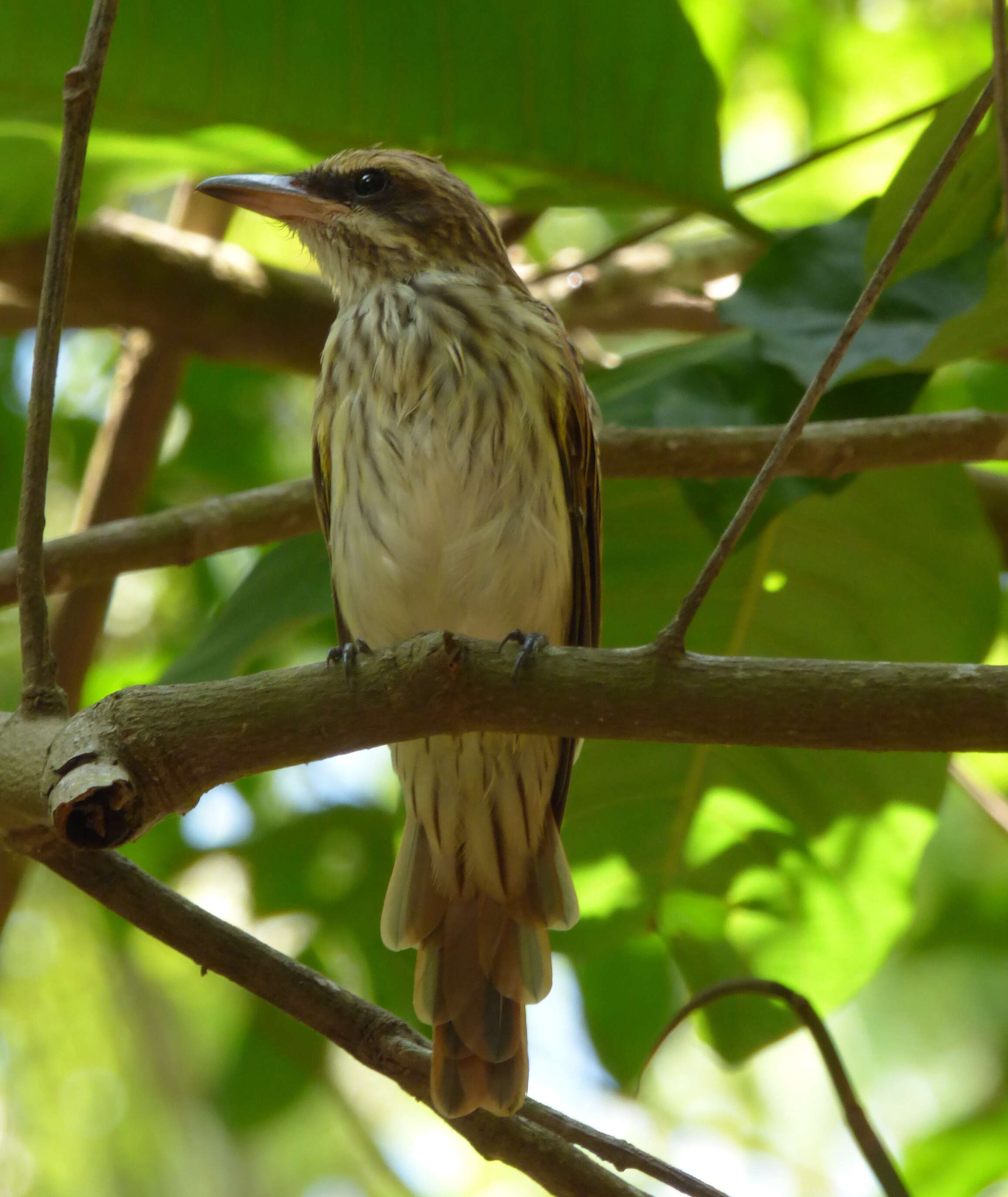 Imagem de Myiodynastes maculatus (Müller & Pls 1776)