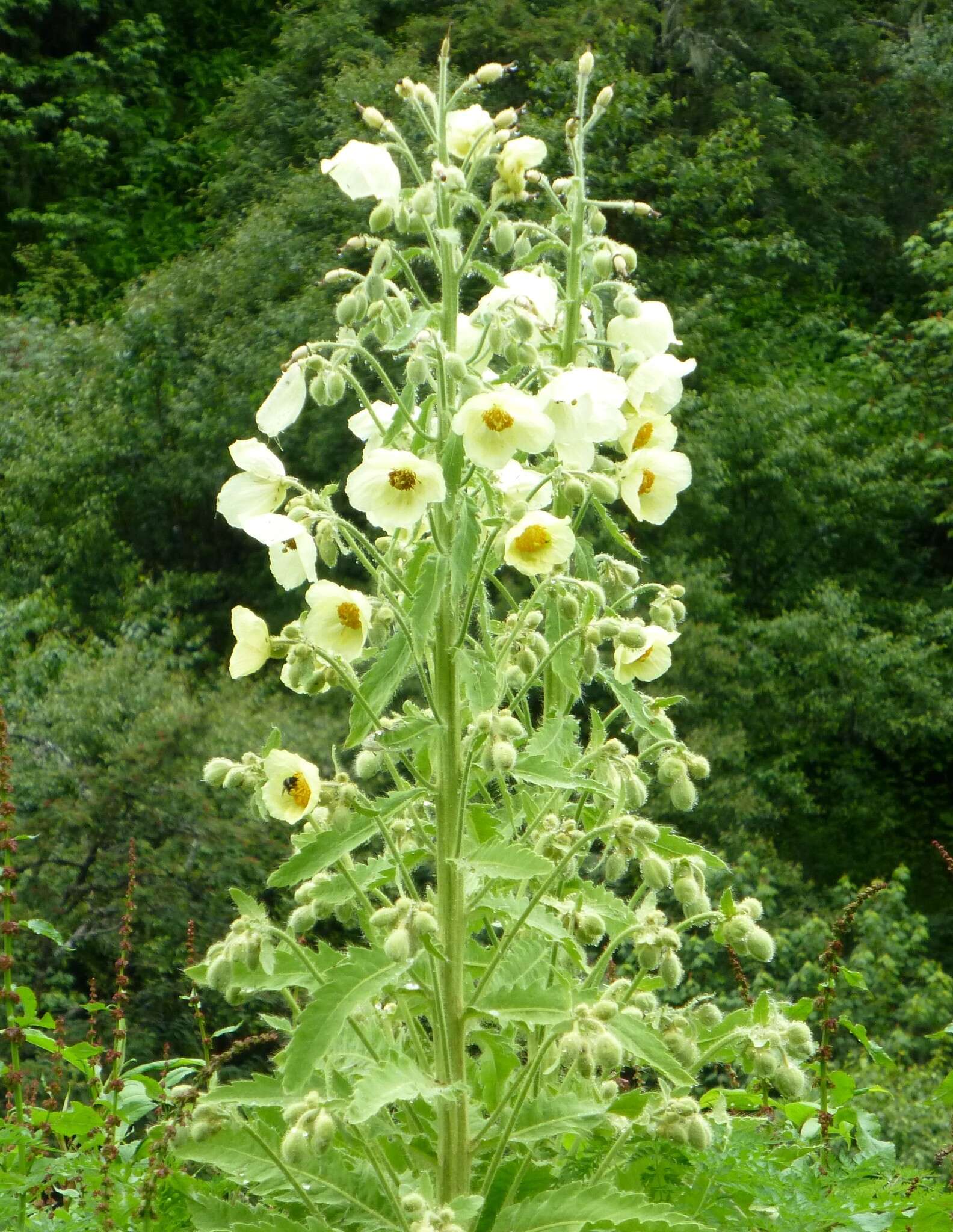 Image of Meconopsis paniculata (D. Don) Prain