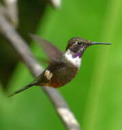 Image of Purple-throated Woodstar