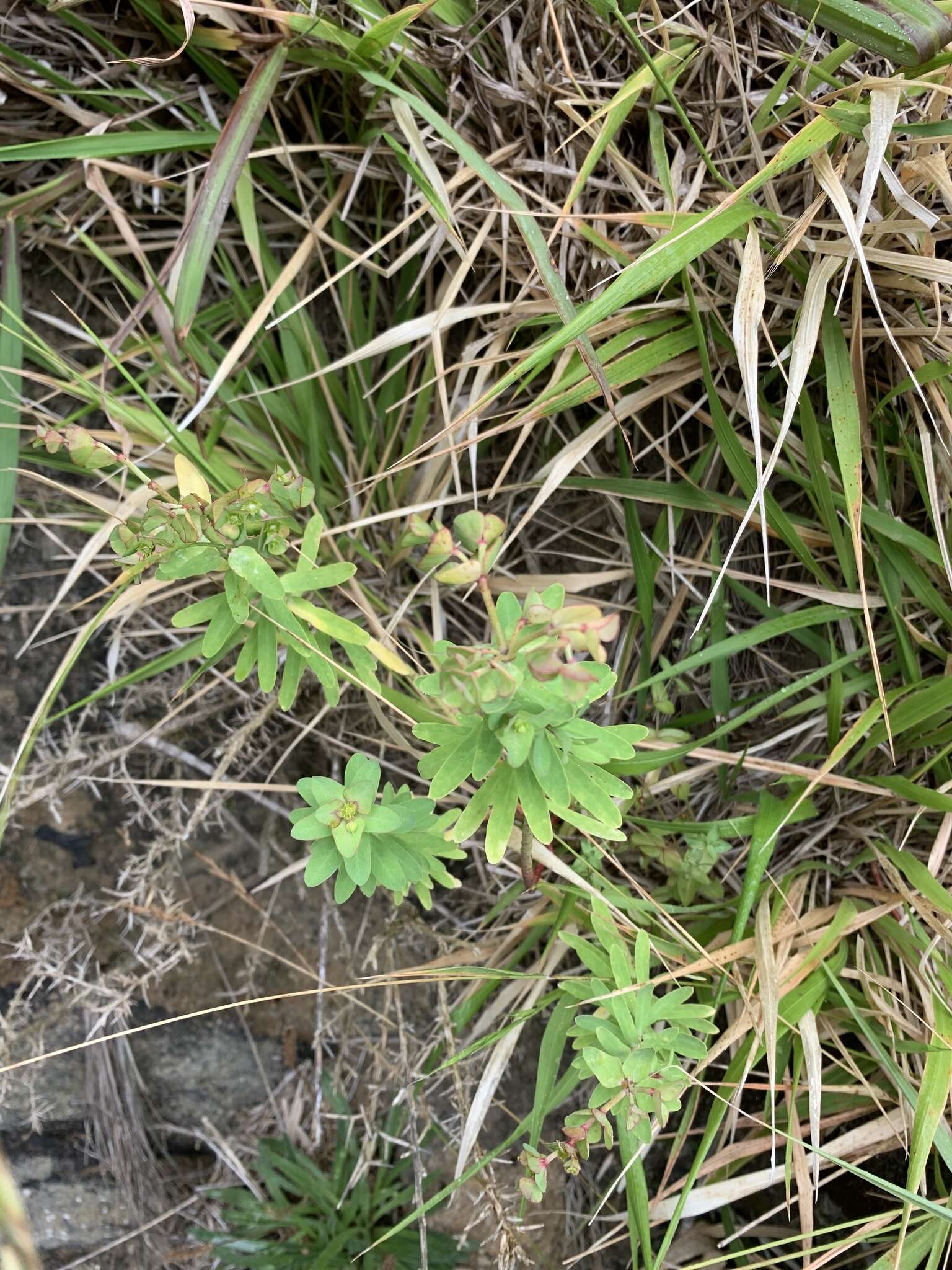 Слика од Euphorbia azorica Hochst.