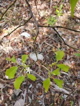 Image of Olax dissitiflora Oliver