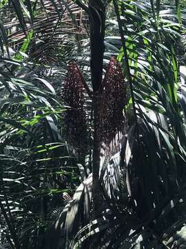 Image of Bamboo Palm