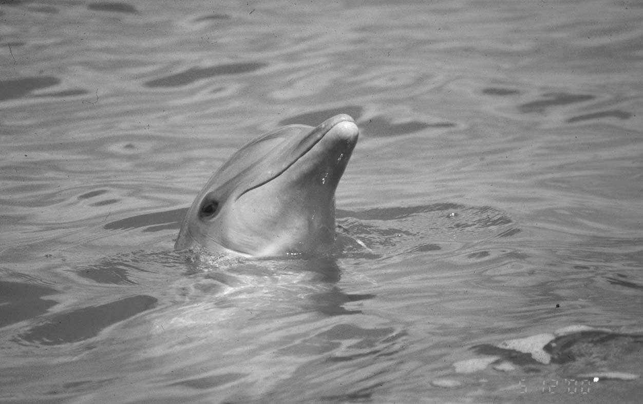 Image of Bottlenose Dolphin